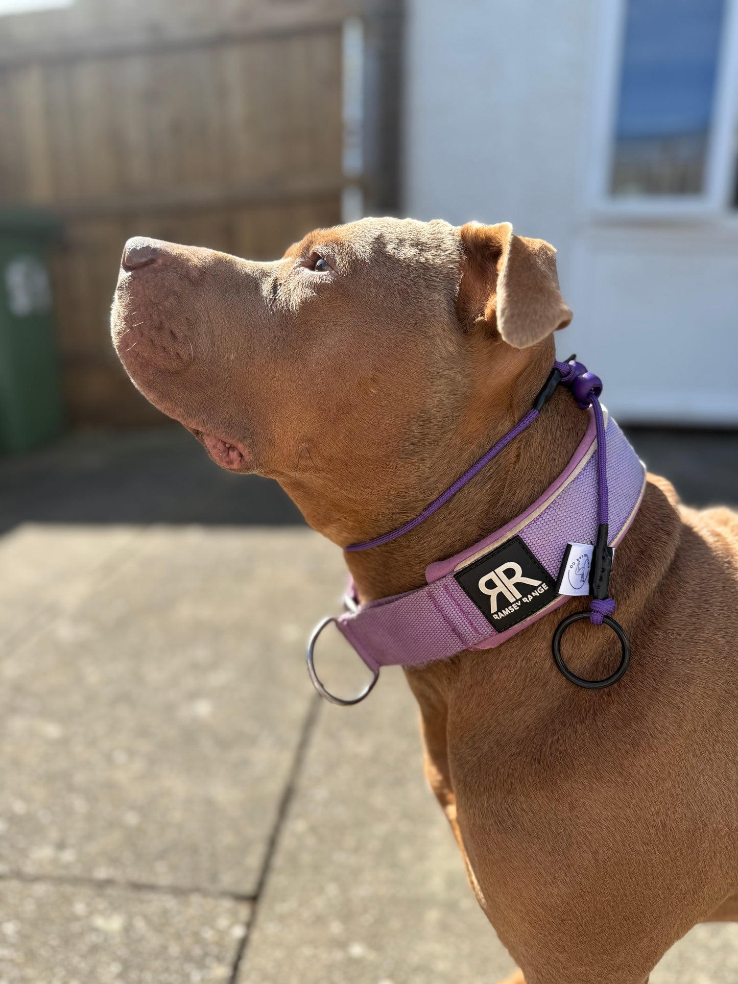 Purple Dog check collar / grot collar / slip collar / slip lead