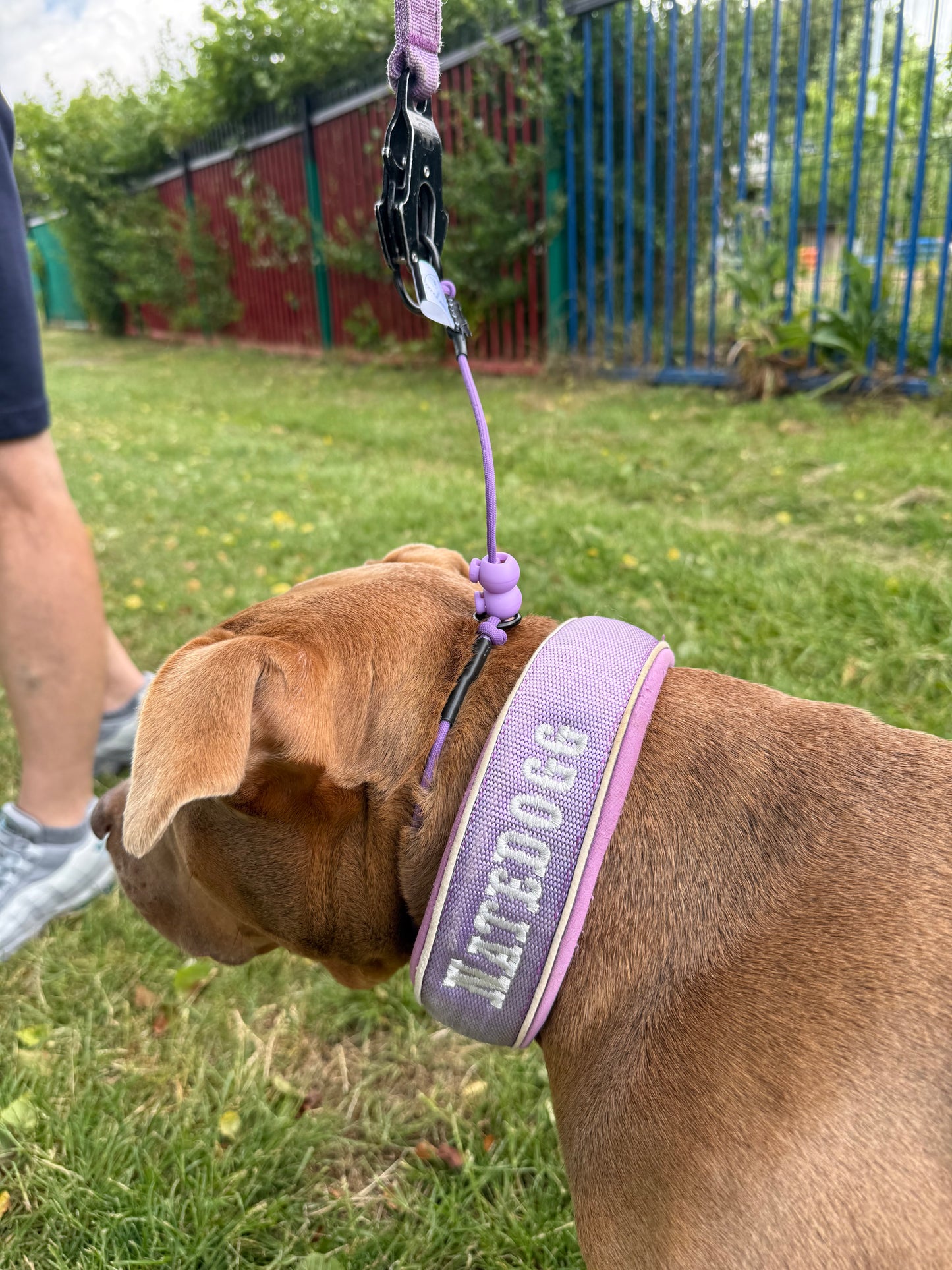 Lilac Dog check collar / grot collar / slip collar / slip lead