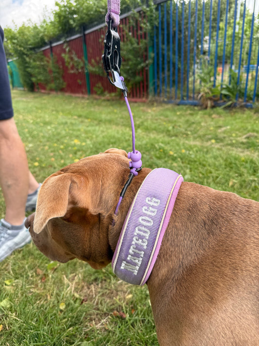 Lilac Dog check collar / grot collar / slip collar / slip lead
