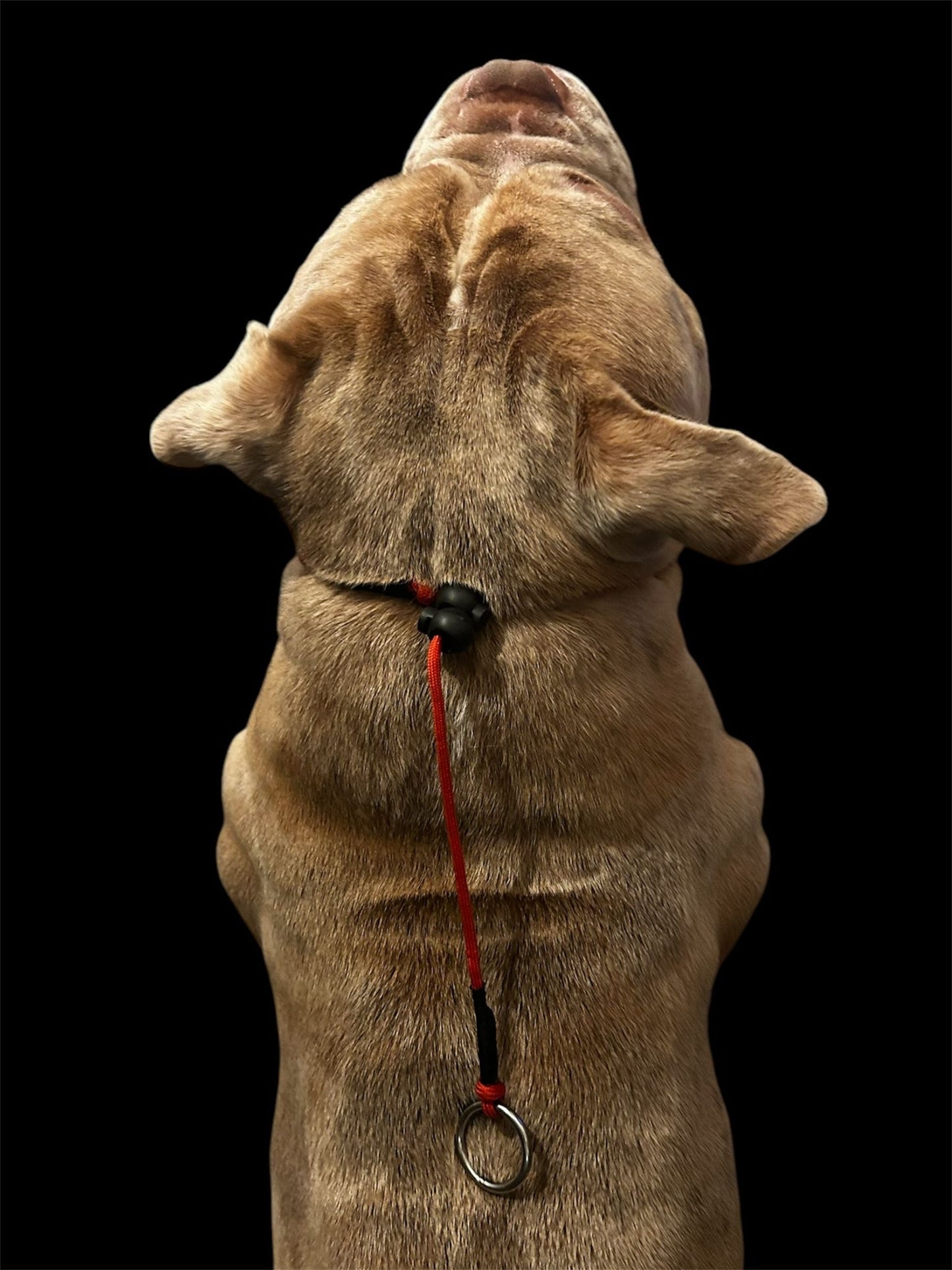 Red Dog check collar / grot collar / slip collar / slip lead