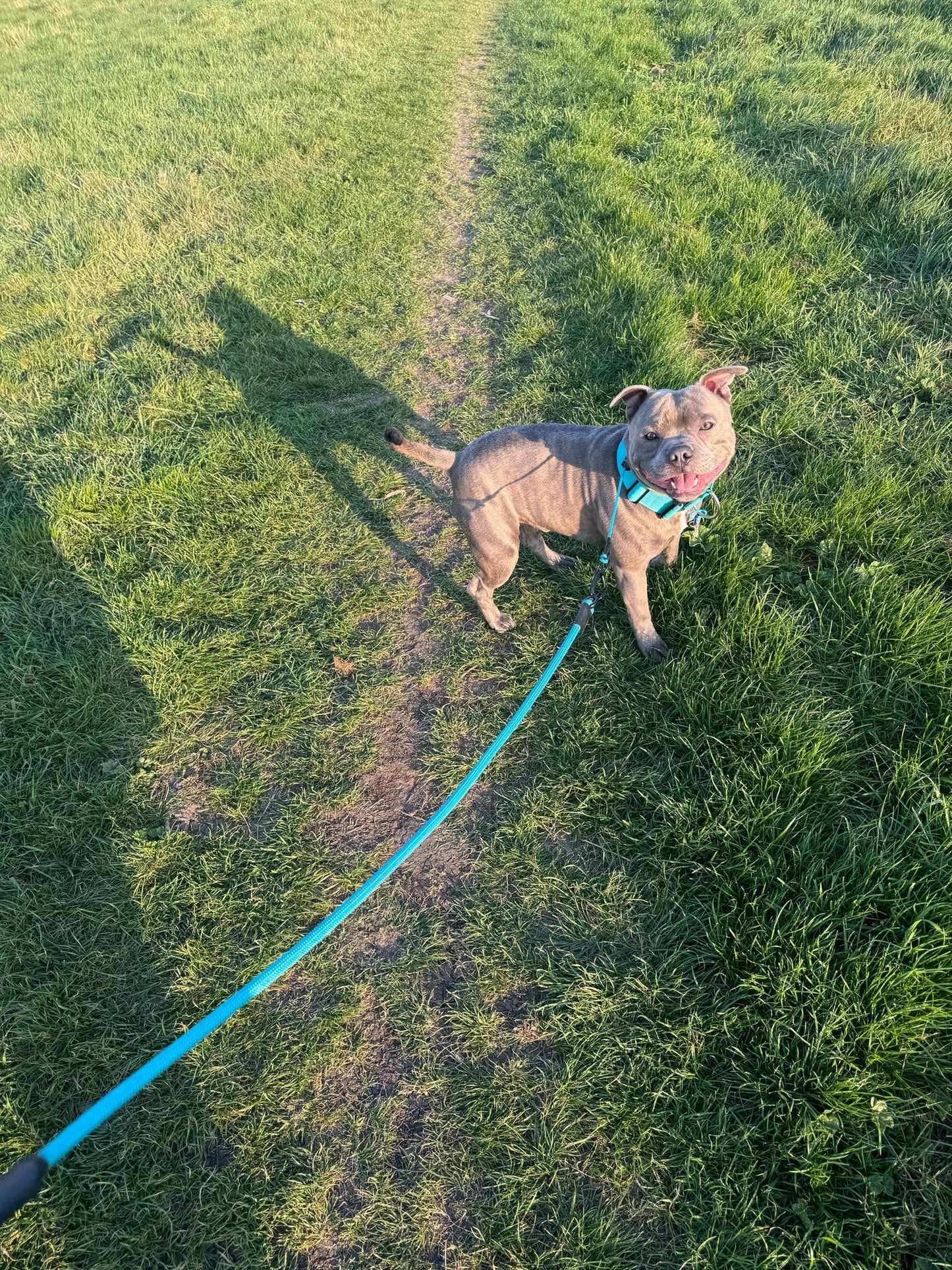 Turquoise Dog check collar / grot collar / slip collar / slip lead
