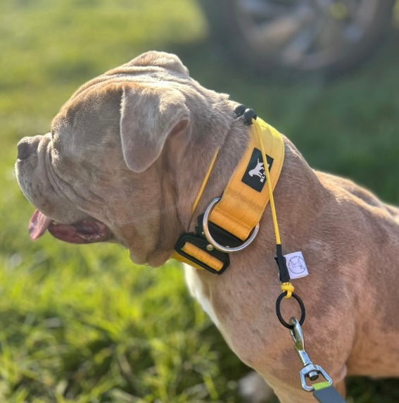 Yellow Dog check collar / grot collar / slip collar / slip lead