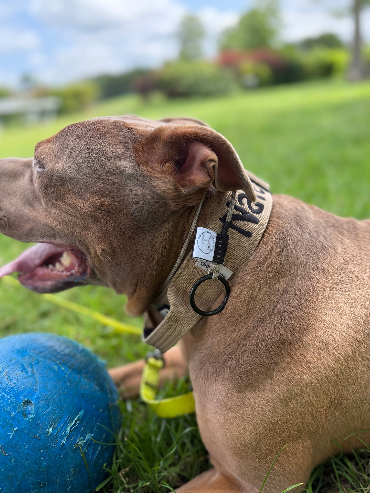 Tan Dog check collar / grot collar / slip collar / slip lead