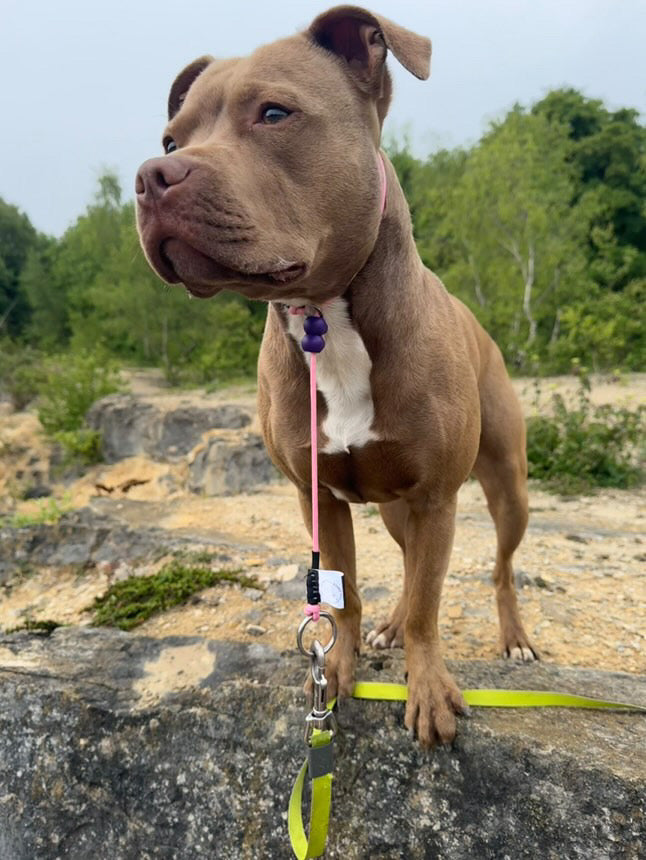 Pink Dog check collar / grot collar / slip collar / slip lead