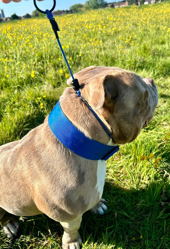 Blue Dog check collar / grot collar / slip collar / slip lead