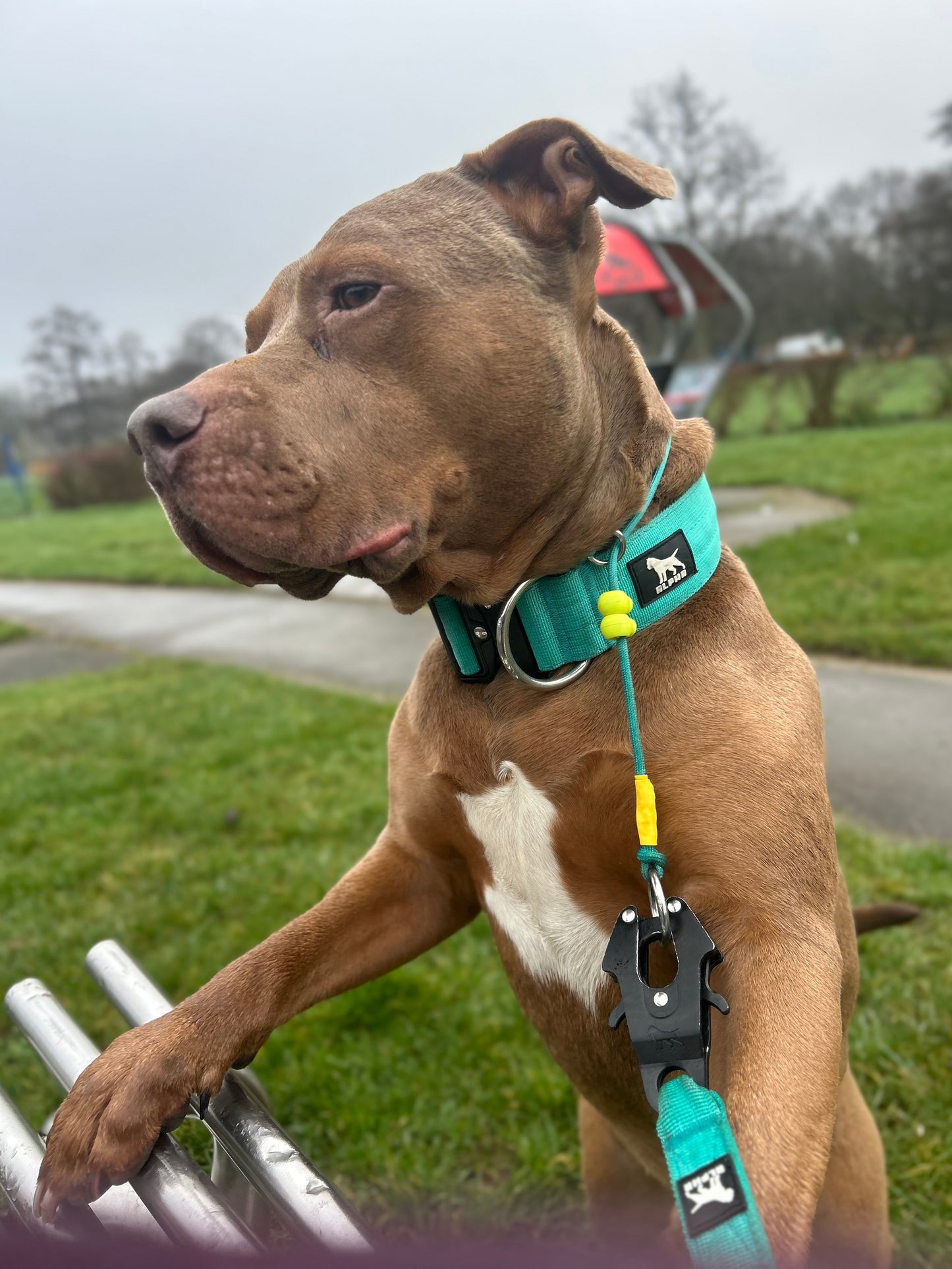 Turquoise Dog check collar / grot collar / slip collar / slip lead