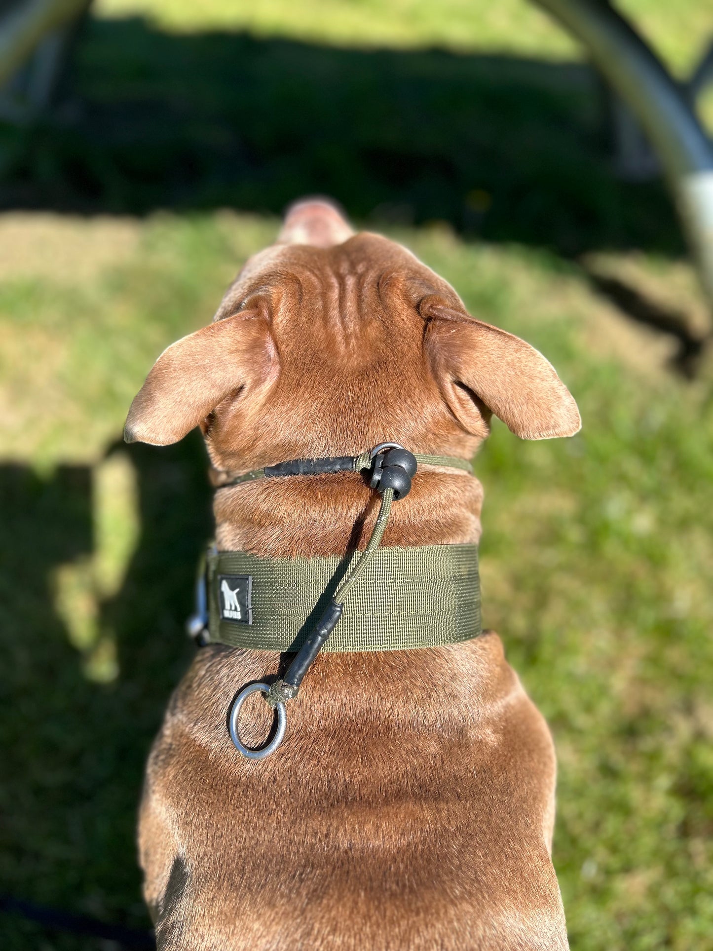 Khaki hi-vis Dog check collar / grot collar / slip collar / slip lead