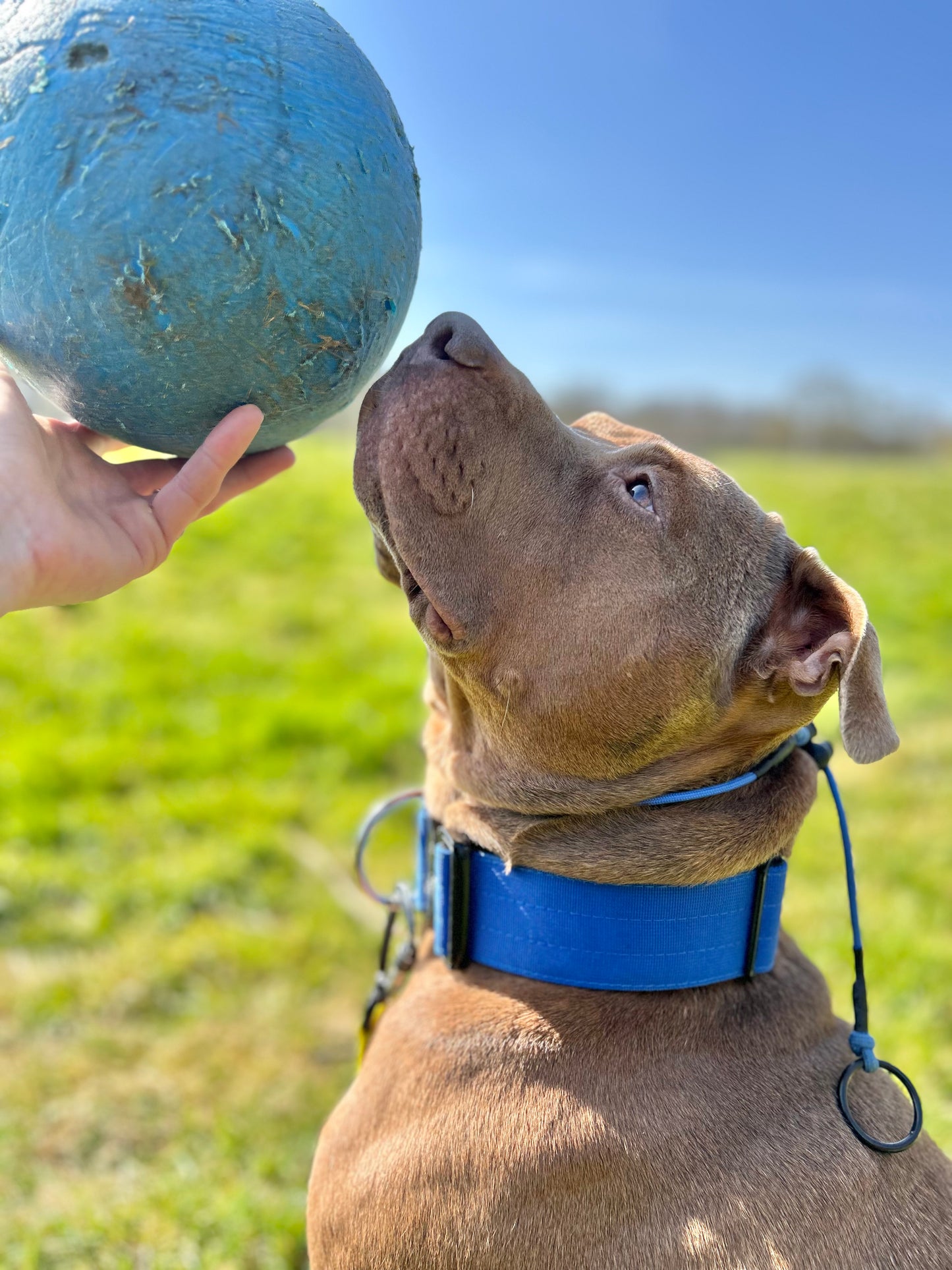 Blue Dog check collar / grot collar / slip collar / slip lead