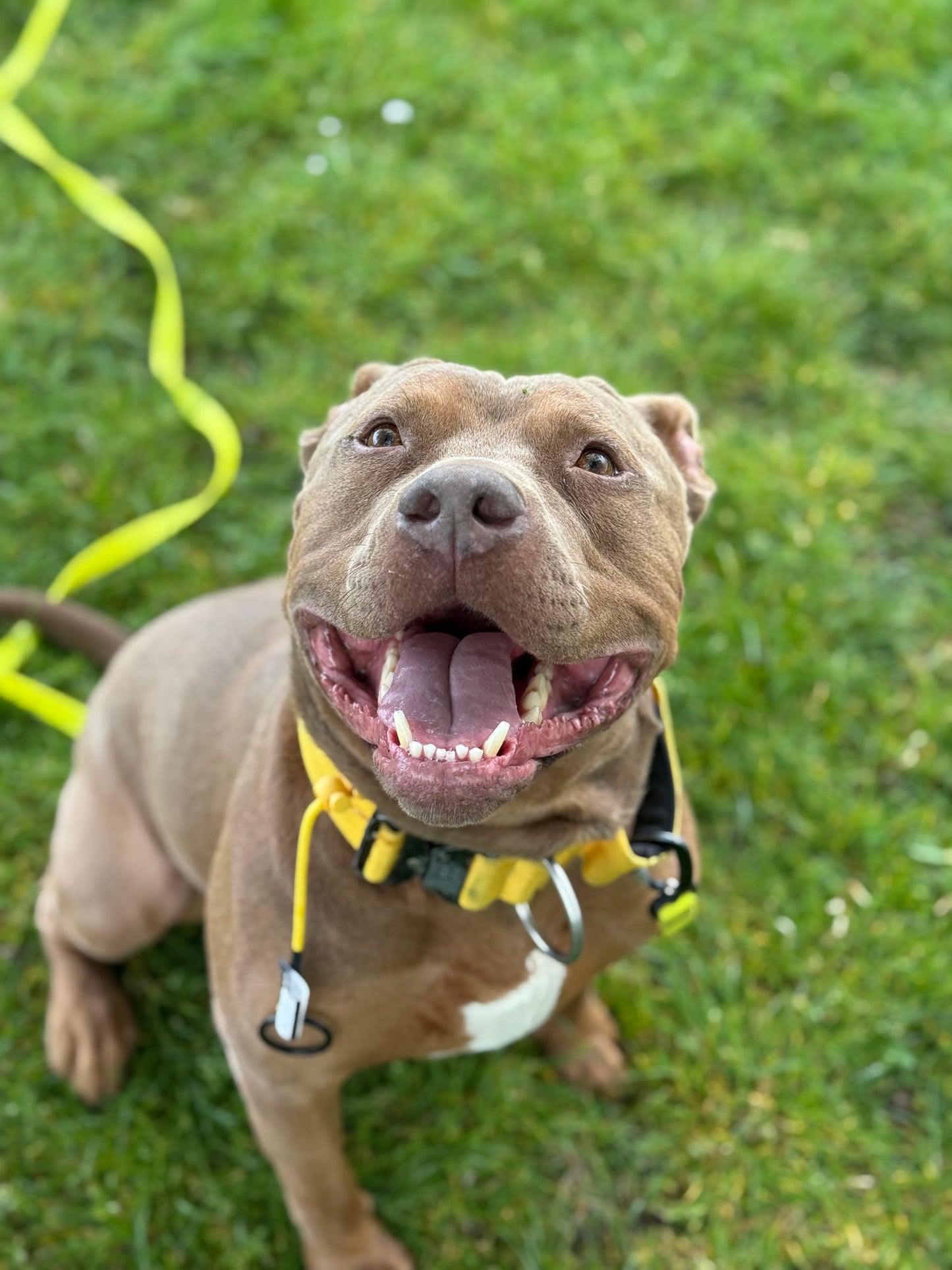 Yellow Dog check collar / grot collar / slip collar / slip lead