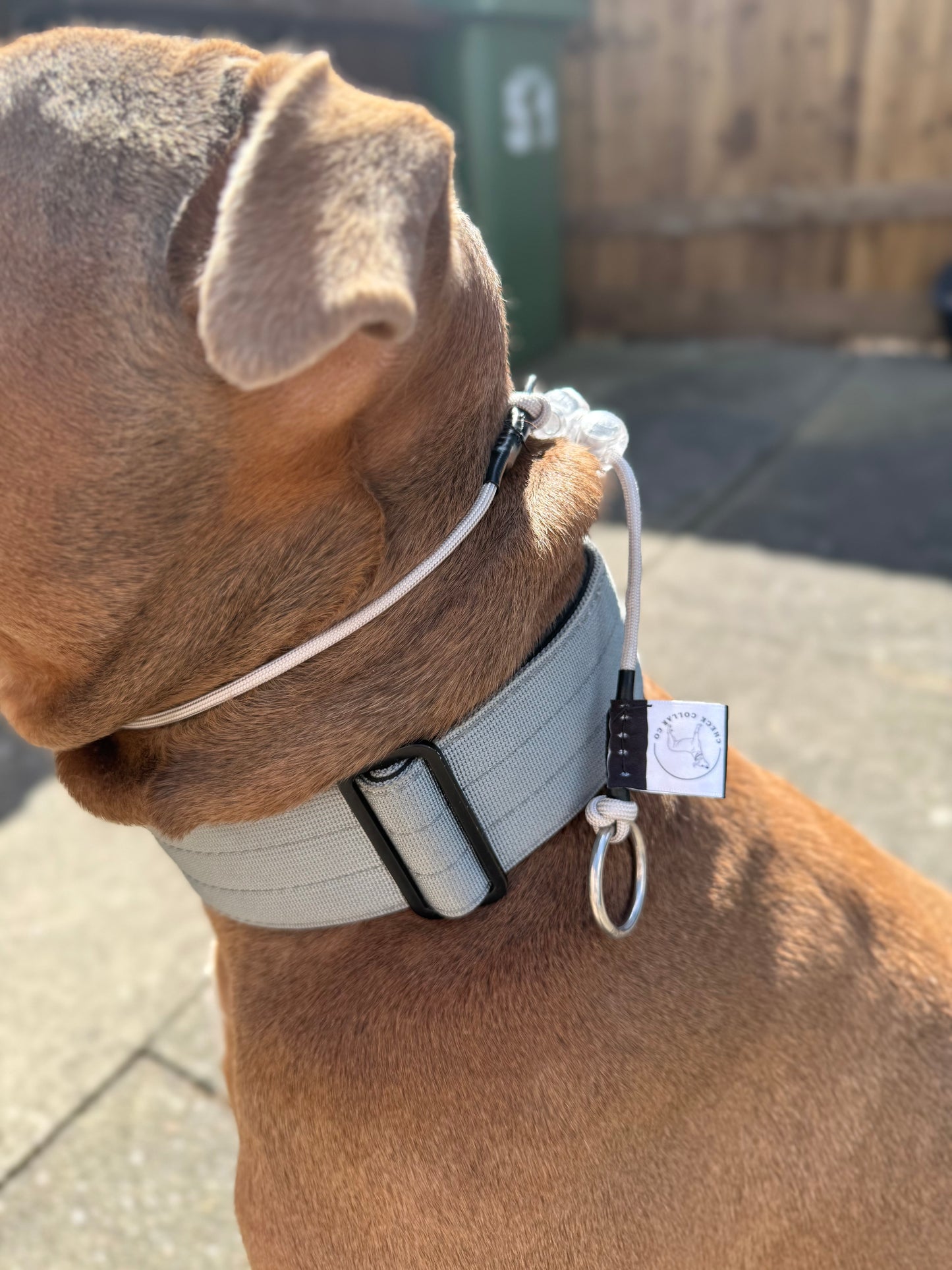 Grey Dog check collar / grot collar / slip collar / slip lead