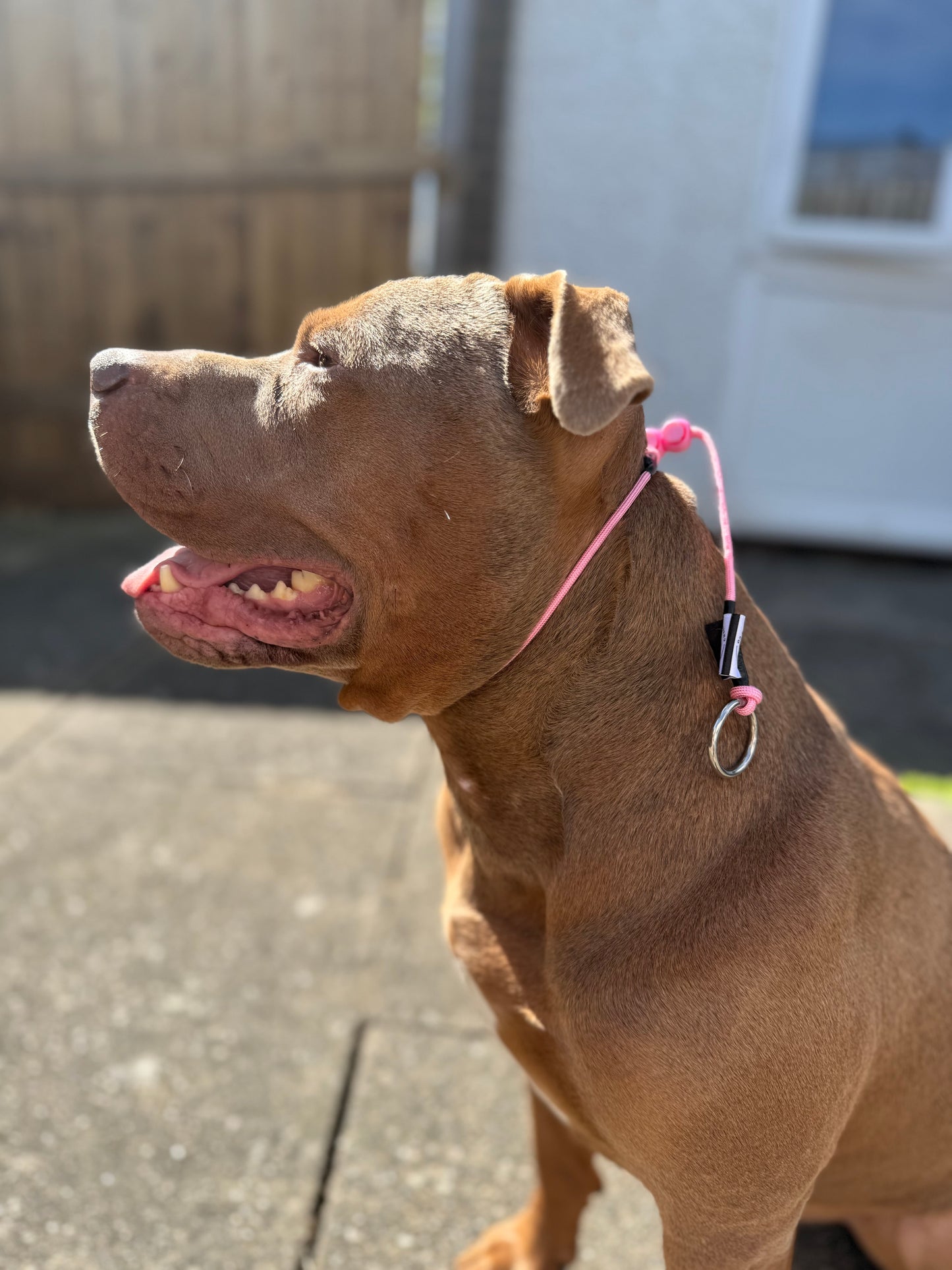 Pink Dog check collar / grot collar / slip collar / slip lead